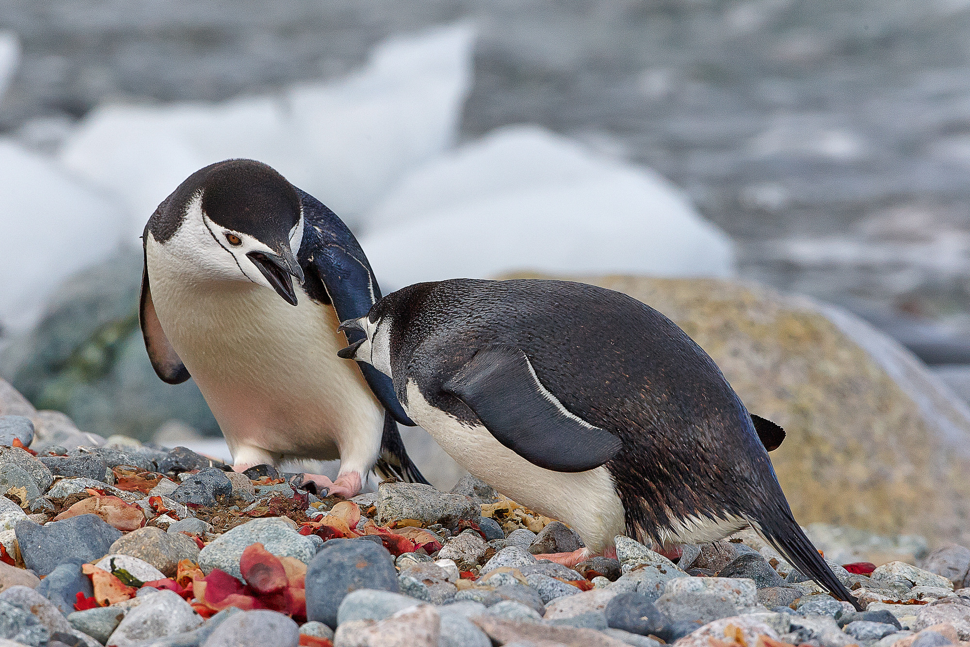 Zügelpinguine bei der Nestverteidigung